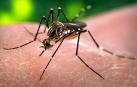La primera vacuna genera luz en el túnel del dengue