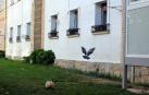 Molestias en la Txantrea por proliferación de gatos y palomas