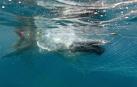 Rescatan a una cría de ballena atrapada en redes contra tiburones en Australia