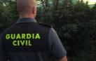 Detenido por cultivar marihuana para su venta en un terreno de Mendavia