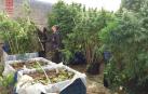 La Policía Foral concluye la campaña para detectar el cultivo de marihuana