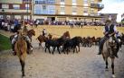 Fotos de la feria del caballo de Marcilla