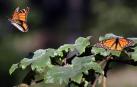 Cientos de mariposas tropicales pasan el invierno en un museo de Nueva York