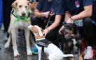 Más de 4.000 personas acuden a la carrera solidaria Perrotón para luchar contra el abandono de animales