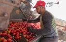 ¿Cuánto tomate comen los navarros?
