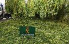 Tres detenidos en Estella por tráfico de drogas e incautadas 97 plantas de marihuana