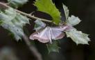 Una polilla invasora asiática causa estragos en los bojedales de Navarra