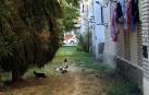 Un colectivo critica trabas para controlar los gatos de la Txantrea