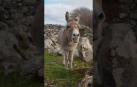 La burra irlandesa Harriet "canta ópera"