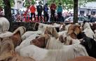 Decenas de caballos, vacas y ovejas, en la Feria de Elizondo