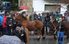 El ganado caballar se adueña de Alsasua