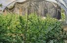 Desarticulados varios puntos de cultivo de marihuana en Navarra