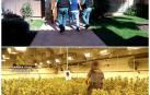 13 detenidos tras la incautación de 33.000 plantas de marihuana