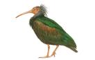 El ibis eremita se aleja de la extinción