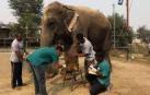 Primer hospital para elefantes en India