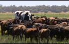 'Knickers': la vaca gigante australiana que mide casi dos metros