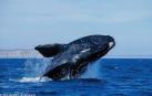 Las ballenas se juegan el tipo con la maternidad