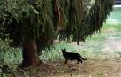 La recogida de gatos en Pamplona crece un 216% respecto a los últimos 3 años