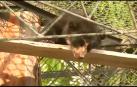 Rescate de un oso moribundo en Perú