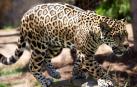 Un leopardo mata a un monje que meditaba en un bosque de la India