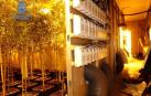 Intervenidas mil plantas de marihuana en una nave de Alaquàs, en Valencia