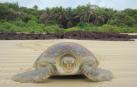 El calentamiento global provoca la feminización de las tortugas verdes