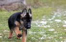 Detenido tras matar a un cachorro al arrastrarlo atado a un vehículo en Cádiz