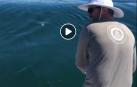 El susto de un tiburón blanco a unos pescadores se vuelve viral en Facebook