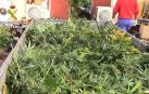 Diez detenidos y 9.000 plantas de marihuana intervenidas en Toledo