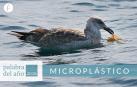 Microplástico, palabra del año 2018 para la Fundéu