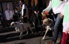La 'Sanperrestre' recorre Madrid para reivindicar la adopción de animales