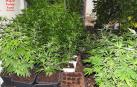 Detenido en Obanos con 1.500 plantas de marihuana en una vivienda