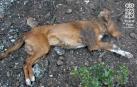 Investigado en Olite por matar a su perro de un disparo