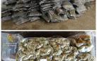 25 detenidos con 2.700 kilos de marihuana en Cataluña, mayor alijo en España