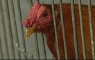 Casi 200 detenidos en Murcia en una operación contra las peleas ilegales de gallos