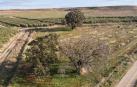 La encina muerta de Corella que es monumento natural no se cortará