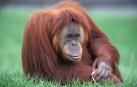 ¿Qué animales está prohibido tener?