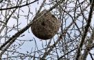 Alertan de nidos de avispa asiática en la Magdalena y Lezkairu
