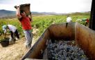 La Ruta del Vino celebra su ampliación con varias actividades en vendimia