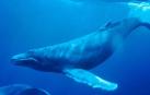 Muere una ballena en una cala de Mallorca, probablemente, tras ingerir plástico