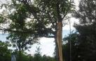 Las fuertes rachas de viento este miércoles por la tarde, que llegaron hasta los 70-80 kilómetros por hora, provocaron la caída de ocho árboles en distintas zonas de la ciudad, causando únicamente daños materiales en vehículos estacionados en la calle y en mobiliario urbano.
