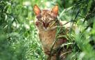 Restos de ADN revelan los orígenes de la domesticación del gato