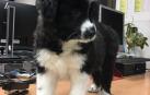 Entregan a la policía un cachorro encontrado en las calles de Pamplona