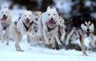 El navarro Iker Ozkoidi, campeón del mundo de mushing