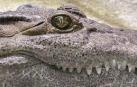 Descubierto un primo de los dinosaurios, el reptil 'Arcosaurio'