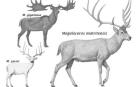 Una nueva especie de ciervo gigante 'enano' poblaba Madrid hace 400.000 años
