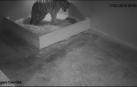 Nacen tres tigres de Sumatra en un zoo de Sídney