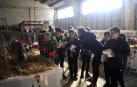 El certamen avícola reúne 480 animales en el ferial de Tafalla