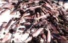 Miles de sepias aparecen muertas en una playa de Chile