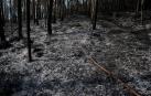 Mejora la situación de los incendios en Cantabria, con 17 focos activos
